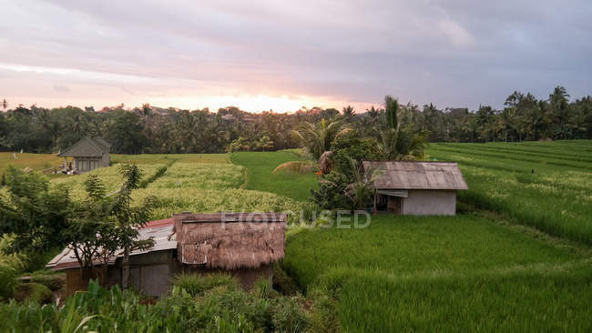 Indonesia, Bali, Kaban Gianyar, puesta de sol sobre los arrozales de Ubud - foto de stock