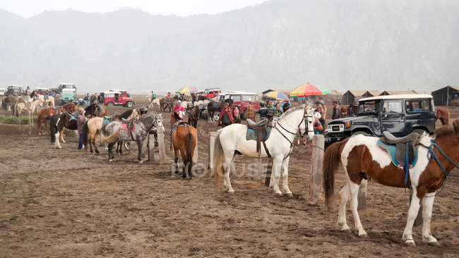 Indonésia, Jawa Timur, Probolinggo, Cavalos para transporte em Mt. Bromo. — Fotografia de Stock