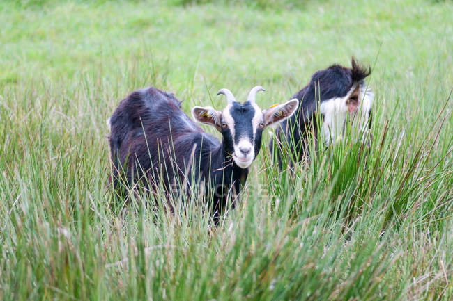 Germania, Baviera, Kronburg, capre che pascolano nell'erba sul prato — Foto stock