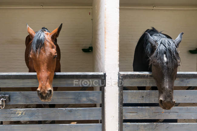 Чили, Регион Антофагаста, Сан-Педро-де-Атакама, лошади в конюшне — стоковое фото