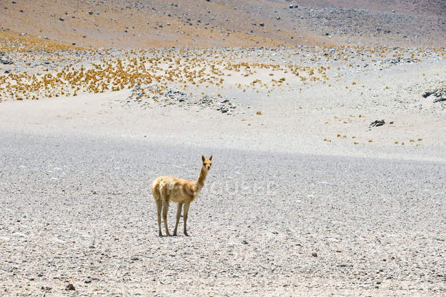 Боливия, вид на одну альпаку в пустыне — стоковое фото