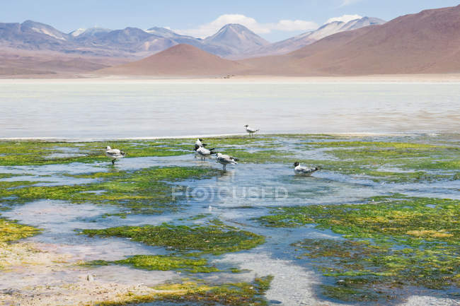 Bolívia, Departamento de Potosi, Nor Lopez, aves rebanho em Laguna Verde, vista panorâmica das montanhas em segundo plano — Fotografia de Stock