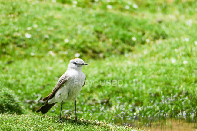 Болівія, Парагвай de Потосі, Нор Лопес, птах в зеленій траві — стокове фото