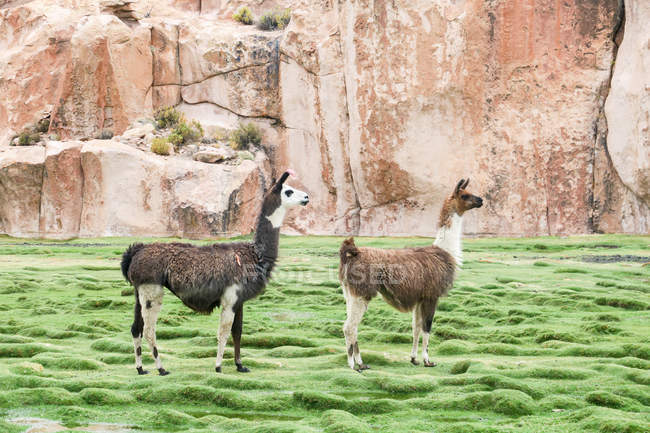 Bolivia, Departamento de Potos, Nor Lopez, Llamas grazing on meadow in front of rock wall — Stock Photo