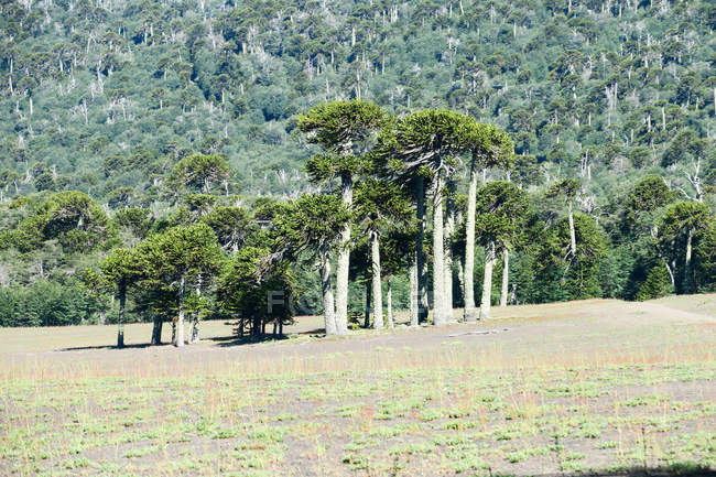 Cile, Malleco, foreste di Araukaria a Malalcahuello, paesaggio naturale panoramico — Foto stock