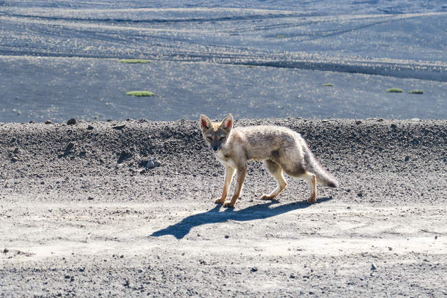 Лисиця руда на дорозі в Яскраве сонце — стокове фото