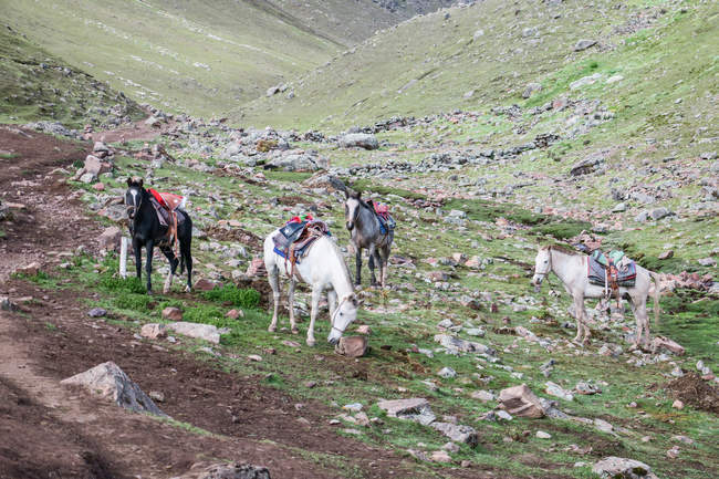 Peru, Qosqo, Cusco, horses in meadow on way to Rainbow Mountain — Stock Photo