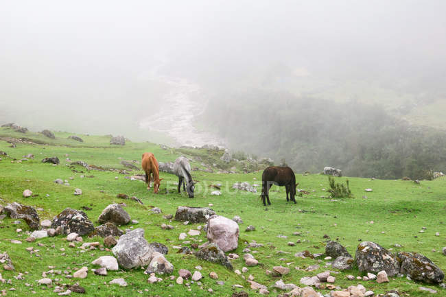 Perú, Cuzco, Lares, caballos pastando en el prado en la caminata de Lares a Machu Picchu - foto de stock