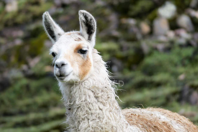 Lama auf der Wiese auf lares Trek zu machu picchu, lares, cuzco, peru. — Stockfoto