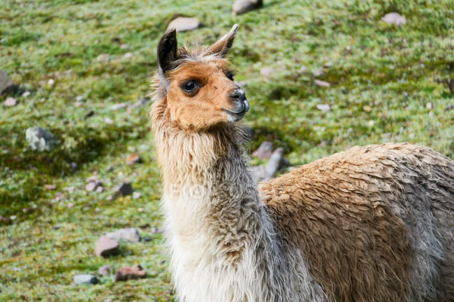Peru, cuzco, lama auf lares trek zum machu picchu — Stockfoto