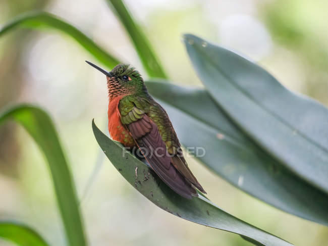 Peru, Cuzco, Aguas Calientes, Hummingbird on leaf in Aguas Calientes — Stock Photo