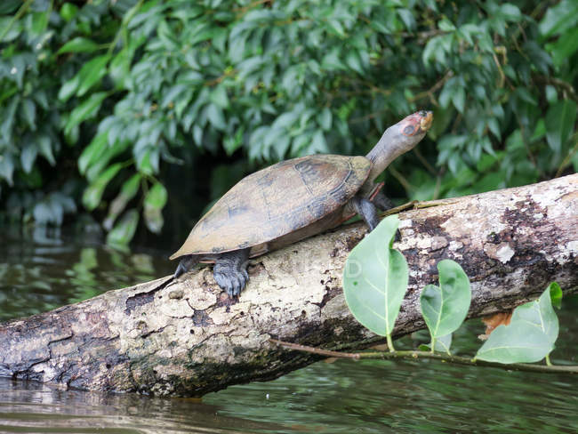 Peru, Madre de Dios, Tambopata, tartaruga no Lago Sandoval em tronco de árvore junto à água — Fotografia de Stock