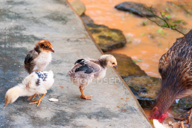 Close-up of cute little chicks in Vinales Valley, Pinar del Rio, Cuba — стокове фото