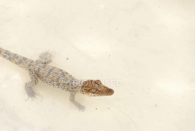 Gros plan du petit crocodile dans l'eau, station d'élevage de crocodiles Criadero de Cocodrilos, Cienaga de Zapata, Matanzas, Cuba — Photo de stock