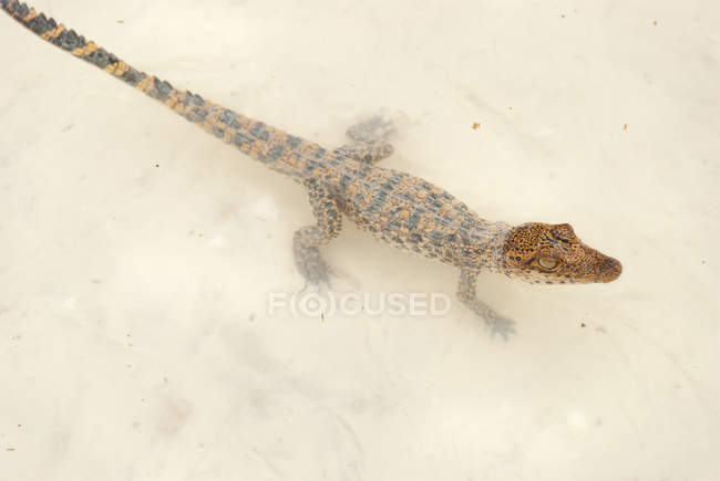 Primo piano del piccolo coccodrillo in acqua, Criadero de Cocodrilos, Cienaga de Zapata, Matanzas, Cuba — Foto stock