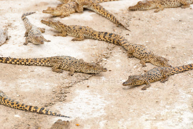 Gros plan de petits crocodiles sur sable, station d'élevage de crocodiles Criadero de Cocodrilos, Cienaga de Zapata, Matanzas, Cuba — Photo de stock