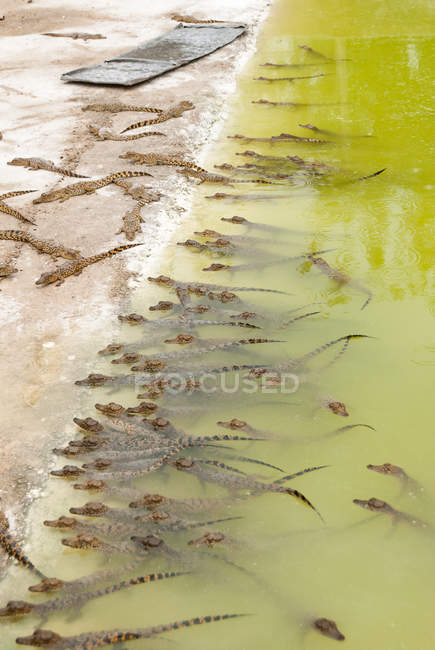 Под з великою групою маленьких крокодилів на станції розмноження крокодилів Criadero de Cocodrilos, Cienaga de Zapata, Matanzas, Cuba — стокове фото
