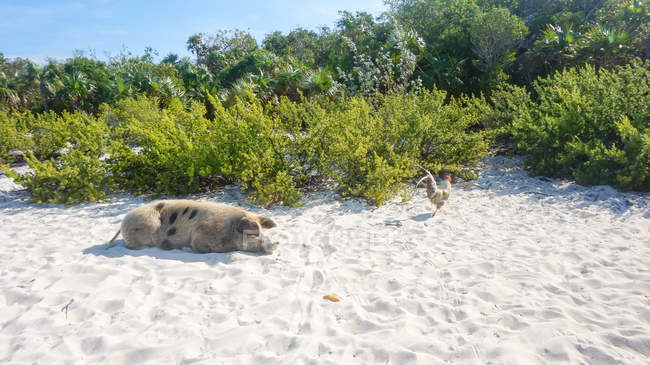Bahamas, Grande Exuma, Pig Island, Maiale sdraiato sulla sabbia — Foto stock