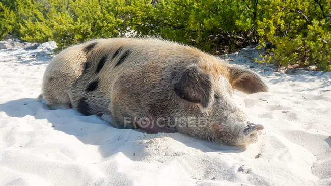 Bahamas, Great Exuma, Pig Island, Pig lying beach sand — Stock Photo