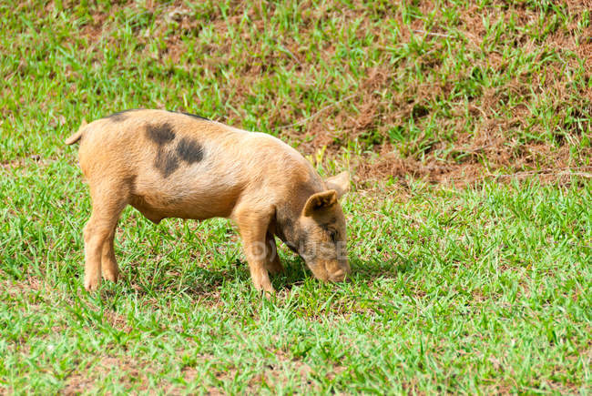 Porco doméstico no gramado no Parque Nacional Alexander von Humboldt, Cuba — Fotografia de Stock