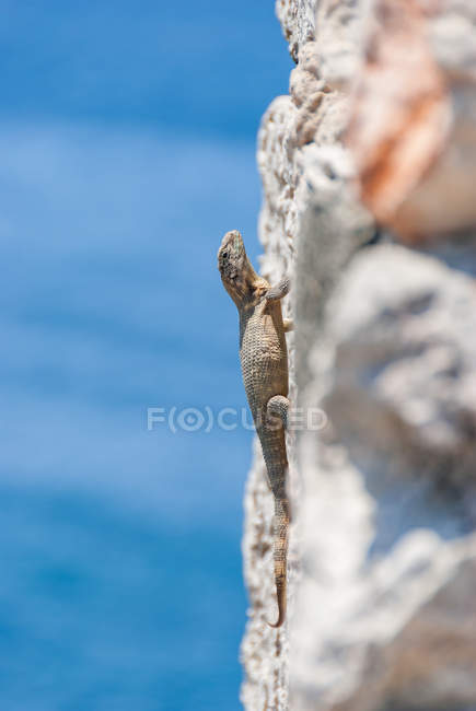 Cuba, Havana, reptile at the fortress wall, sea on background — Stock Photo
