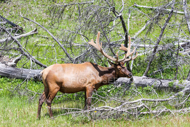 Canadá, Columbia Británica, Fernie, ciervos en el parque nacional - foto de stock
