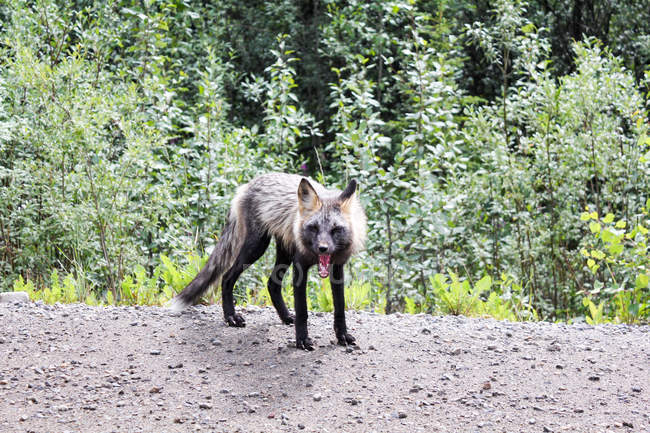 Fox with open moth looking at camera standing on the road by green forest — Stock Photo