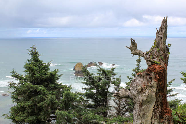 Estados Unidos, Oregon, Arch Cape, árboles en la costa por la autopista 101 - foto de stock