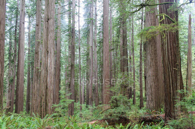 Estados Unidos, California, Crescent City, Bosque Redwood escena - foto de stock