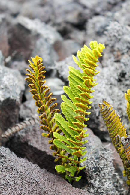 Яскраві зелені рослини, що ростуть з лави гірські породи, Гаваї, США — стокове фото