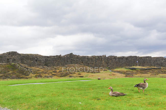 Dos gansos en la hierba verde exuberante y montañas en el fondo, Islandia - foto de stock