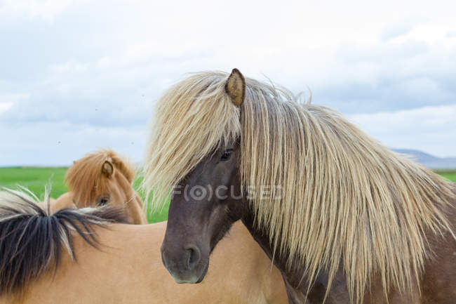 Gruppo di cavalli che pascolano all'aperto, primo piano colpo — Foto stock