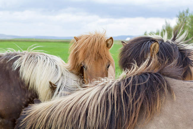 Группа лошадей, пасущихся на открытом воздухе, крупным планом — стоковое фото