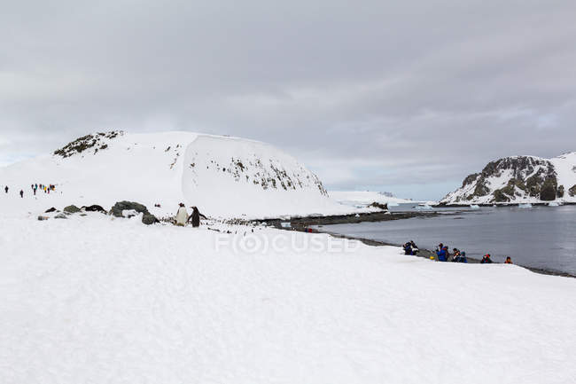 Antarktis, Schwarm Pinguine in verschneiter Landschaft — Stockfoto