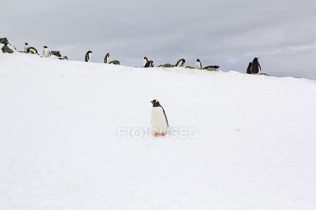 Manada de pingüinos caminando en la Antártida - foto de stock