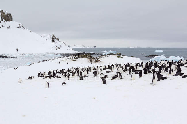 Antarktis, Schneelandschaft und Pinguine tummeln sich in eisiger Bucht — Stockfoto