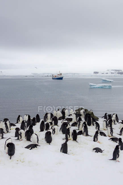 Антарктичні пінгвіни на льодовик і плавання в морі корабель — стокове фото