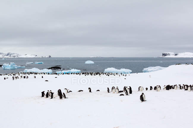Antarktis, pinguine in antarktis — Stockfoto