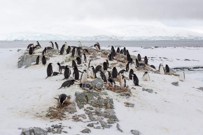Antarctique, paysage enneigé et pingouins affluent sur la baie glacée — Photo de stock