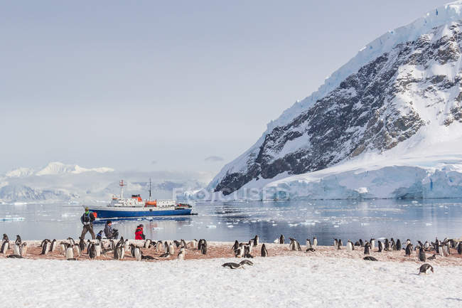 Antarctique, personnes et pingouins sur glacier et bateau naviguant en mer — Photo de stock