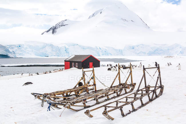 Antarctica, British Station No61, flock of penguins by wooden hut, sledges on foreground — Stock Photo
