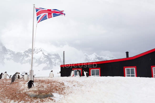 Антарктида, британская станция № 64, пингвины под британским флагом возле деревянной станционной хижины — стоковое фото