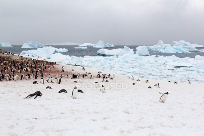 Icebergs and large flock of penguins on Deception Island, Antarctica — Stock Photo