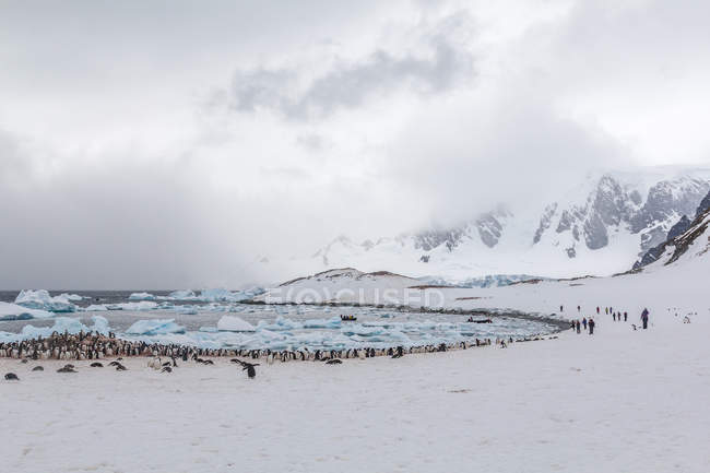 Антарктида, снежный ландшафт и пингвины стекаются по ледяной бухте — стоковое фото