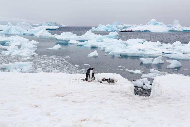 Антарктида, снежный пейзаж и пингвины на ледяной бухте — стоковое фото