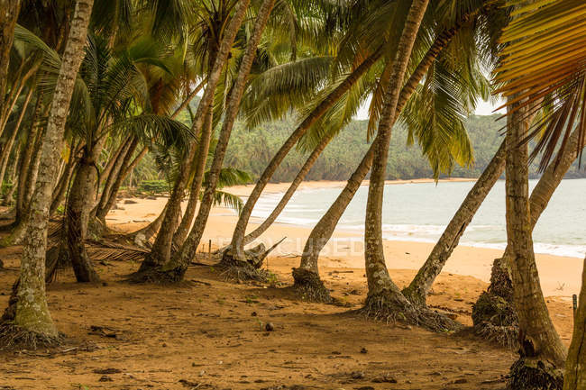 África, Isla de Príncipe, palmeras en la playa de arena - foto de stock