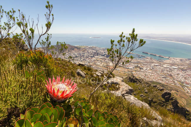 Sudafrica, Western Cape, Città del Capo, Devils Peak hike view of Cape Town, South Africa national flower Protea in primo piano — Foto stock