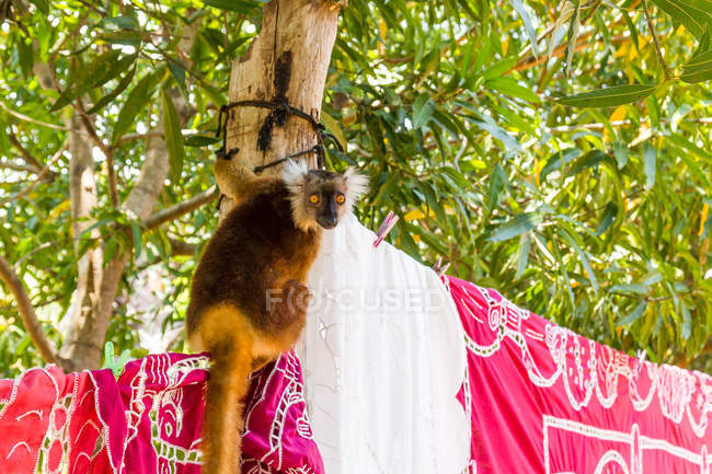 Lemur looking for food sitting on clotheslines with laundry — Stock Photo