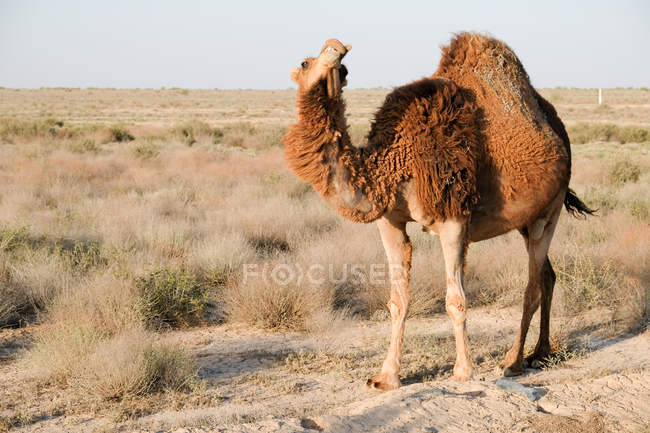 Usbekistan, usbekische Wüste / Steppe im Westen. Kamel in einsamer Landschaft — Stockfoto