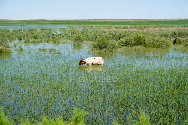 Ganado parado y alimentándose en aguas inundadas del río Amudarya en Uzbekistán - foto de stock